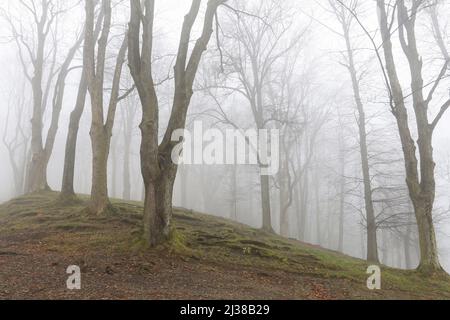 Arbres sur une allée enveloppée de brouillard. Paysage d'automne Banque D'Images