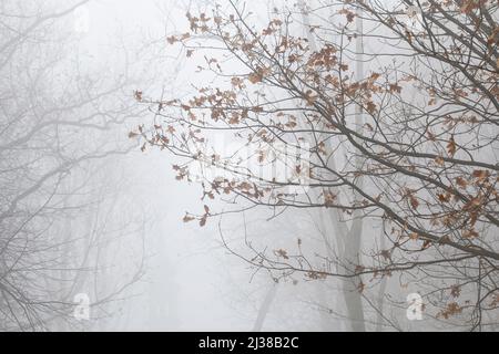 Arbres sur une allée enveloppée de brouillard. Paysage d'automne Banque D'Images