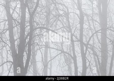 Arbres sur une allée enveloppée de brouillard. Paysage d'automne Banque D'Images