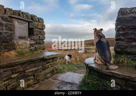 Deux chiens au siège de Poésie où des barrières ont été installées pour bloquer les fossés de drainage sur la lande d'Ilkley afin de régénérer les tourbières et le m sphagnum Banque D'Images