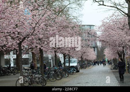 (4/4/2022) les cerises ornementales japonaises fleurissent sur le campus central de l'Université Georg-August à Göttingen, en Allemagne. (Photo de Tubal Sapkota/Pacific Press/Sipa USA) crédit: SIPA USA/Alay Live News Banque D'Images