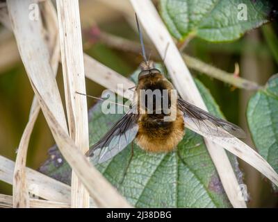 Photo macro de l'abeille-mouche à bord sombre, Bombylius Major au repos. Devon, Royaume-Uni. Banque D'Images