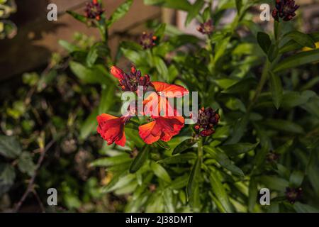 Erysimum - Wallflower Fire King. Floraison le jour du printemps montrant le détail des fleurs Banque D'Images