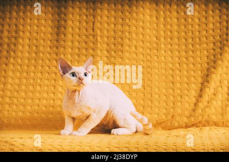 White Devon Rex Kitten Kitty. Chat à poil court de race anglaise à poil bleu sur fond de Plaid jaune. Shorthair PET Cat Banque D'Images