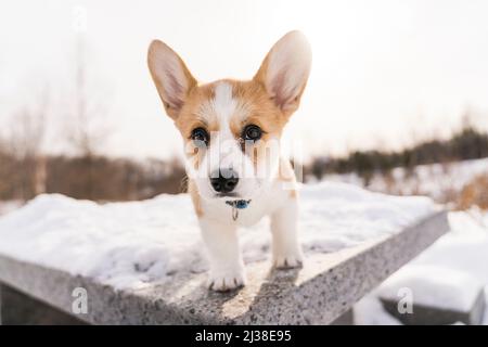 chien de corgi sur la neige en paysage d'hiver Banque D'Images