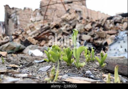 Kiev, Ukraine, 05 avril 2022. Les plantes poussent dans la rue endommagée de Vokzalna après la libération de la ville des envahisseurs russes, à Bucha, dans la région de Kiev, dans le nord de l'Ukraine, le 05 avril, 2022. Photo par Anatolii Siryk/Ukrinform/ABACAPRESS.COM Banque D'Images