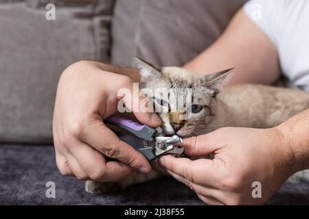 propriétaire coupant des griffes de chat avec la tondeuse et chat piquant ses mains Banque D'Images