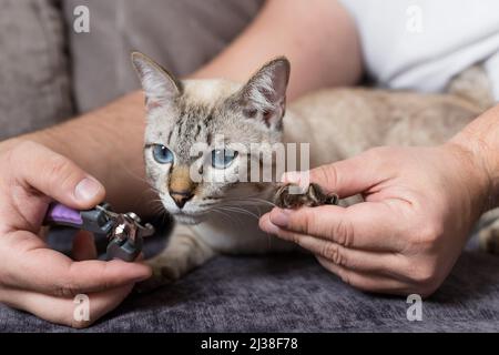 homme coupant des griffes de chat tabby mignon avec tondeuse Banque D'Images