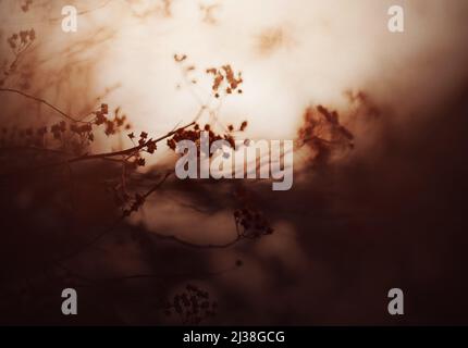 Une image floue de fines branches d'un buisson lors d'une soirée ensoleillée et brumeuse d'automne. La nature au crépuscule. Flétrissent les plantes. Banque D'Images