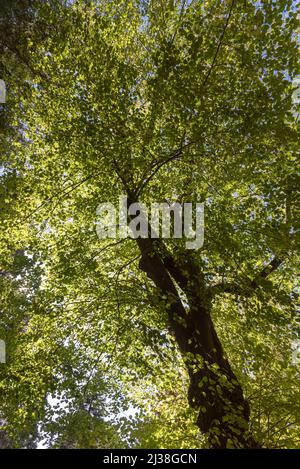 Tilia cordata - citron vert à petits feuilles Banque D'Images