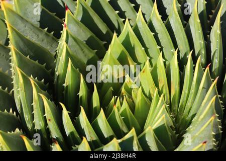 Gros plan si motif de plante d'aloès en spirale Banque D'Images