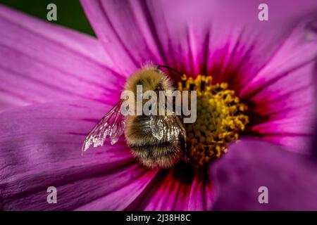 Gros plan d'une abeille commune perchée sur une fleur de cosmos à la fin de l'été Banque D'Images