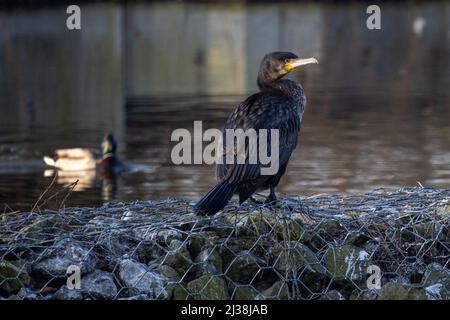 Grand cormoran, Phalacrocorax carbo, debout dans l'eau sur la rive de la mer. Le grand cormoran, Phalacrocorax carbo, connu sous le nom de grand cormoran noir, ou le cerf noir. Photo de haute qualité Banque D'Images