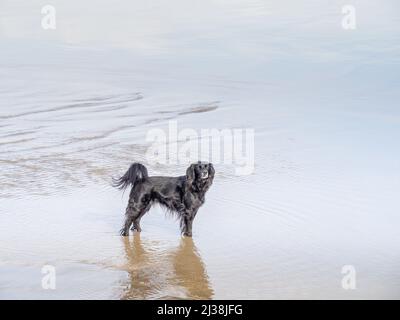 Un chien noir se tenait en mer sur la plage. Banque D'Images