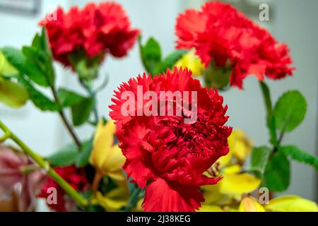 Fleurs de Dianthus, fleur de Carnation, la carnation rouge est liée à des sentiments comme l'estime, l'affection, l'admiration et l'amour. Fleur nationale d'Espagne. Banque D'Images