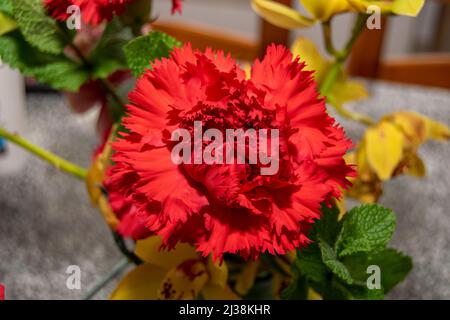 Fleurs de Dianthus, fleur de Carnation, la carnation rouge est liée à des sentiments comme l'estime, l'affection, l'admiration et l'amour. Fleur nationale d'Espagne. Banque D'Images