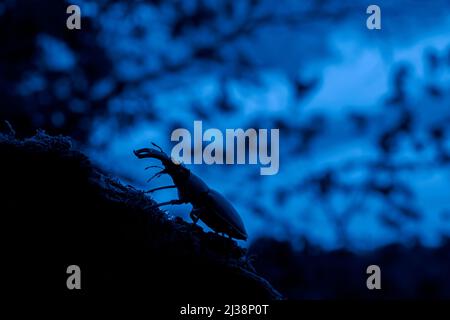 Coléoptère européen (Lucanus cervus) avec de grandes mandibles / mâchoires fourragant sur le tronc d'arbre silhoueté au crépuscule en été Banque D'Images