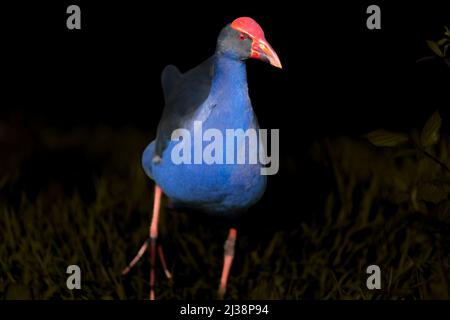 Bright and goofy look Pukeko, ou Austraulasian swamp-hen fouring autour de l'étang Banque D'Images