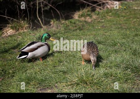 Canards colleards mâles et femelles débarquant sur les prairies, West Sussex, Royaume-Uni Banque D'Images