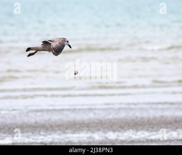 Goéland se nourrissant d'un escargot au bord de la mer, tombant l'escargot sur les galets, West Sussex, Royaume-Uni Banque D'Images