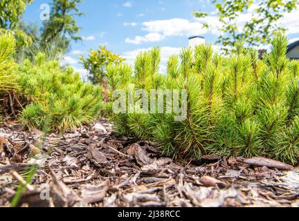 Pinus Mugo Dwarf Mountain Pine dans un jardin pendant la Sunny Spring Day. Banque D'Images