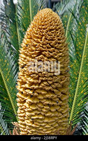 Cône mâle de la paume sagou (Cycas Revoluta) Banque D'Images