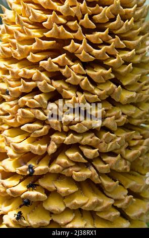 Cône mâle de la paume sagou (Cycas Revoluta) détail Banque D'Images