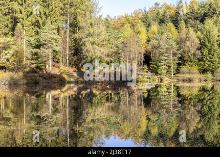 Couleurs d'automne au lac Mallards Pike dans la forêt de Dean près de Parkend, Gloucestershire, Angleterre Banque D'Images