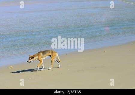 Dingo une espèce protégée par un habitant sauvage.marcher sur la plage de l'île Frazer K'gari Queensland Australie Banque D'Images