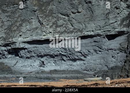 Roches fossiles dans les falaises, Seatown, Dorset. Banque D'Images