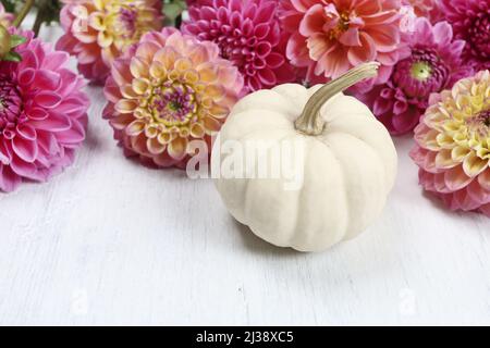 Fleurs de dahlia colorées et citrouille blanche sur fond de bois. Ressources graphiques Banque D'Images