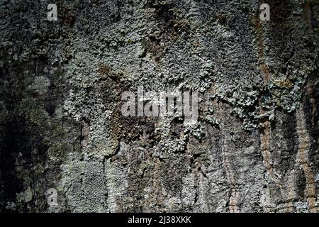 Lichen sur le tronc d'arbre dans la forêt tropicale (détail) Banque D'Images