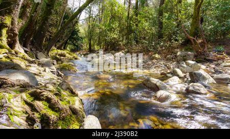Riachuelo se méandant entre les arbres de la forêt enchantée, Batuecas, Salamanque, Espagne. Banque D'Images