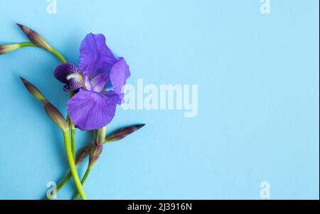 Fleurs de l'iris violet sur fond bleu. Copie d'espace. Photo horizontale. Banque D'Images