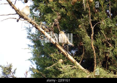 Un gros plan de l'ancien monde scinde perchée sur une branche d'arbre par une journée ensoleillée Banque D'Images