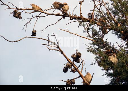 Un gros plan de l'ancien monde scinde perchée sur une branche d'arbre contre un ciel nuageux Banque D'Images