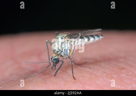 Dangereux paludisme infection moustique morsure de peau. Leishmaniose, encéphalite, fièvre jaune, dengue, maladie du paludisme, Mayaro ou virus Zika infectieux. Banque D'Images
