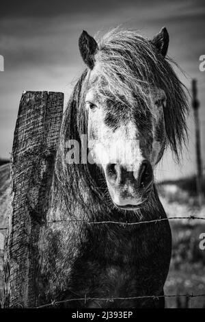 Connemara Pony près de Ballyconneely, Connemara, comté de Galway, Irlande. Banque D'Images