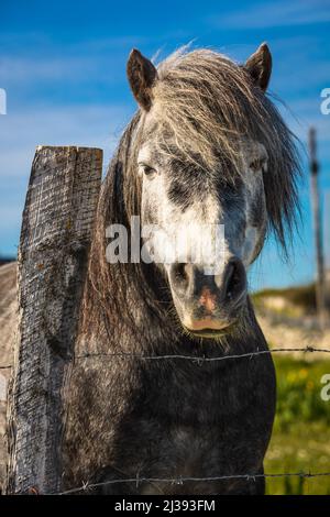 Connemara Pony près de Ballyconneely, Connemara, comté de Galway, Irlande. Banque D'Images