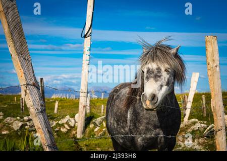 Connemara Pony près de Ballyconneely, Connemara, comté de Galway, Irlande. Banque D'Images