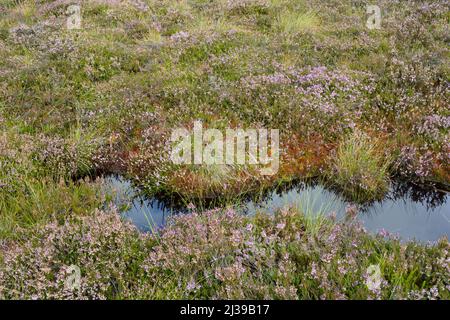 Yeux de Moor dans la lande noire avec la bruyère de balai dans le haut Rhön, Bavière, Allemagne Banque D'Images