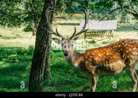 Adorable cerf en jachère à pois debout sur la prairie. Cervus nippon, cerf japonais. Magnifique cerf sika mâle. Majestueux animal adulte puissant avec de gros bois i Banque D'Images
