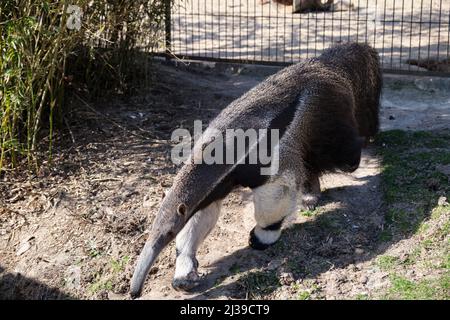 L'anteater géant (Myrmecophaga tridactyla), alias ant Bear, un mammifère insectivore originaire d'Amérique centrale et du Sud, à l'Aquarium Zoo de Madrid. Banque D'Images