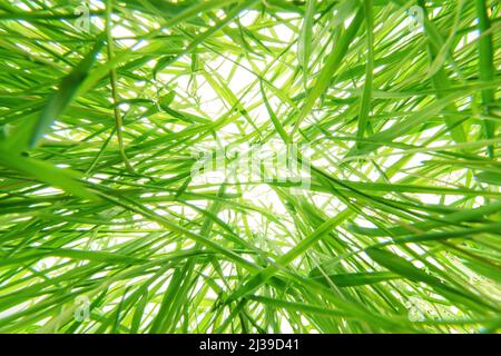 Herbe verte épaisse enchevêtrée sur fond blanc vif. Vue de dessous vers le haut, ultra grand angle carré Banque D'Images