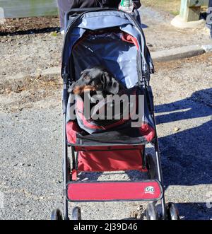 Dachshund dans la poussette long Island New York Banque D'Images