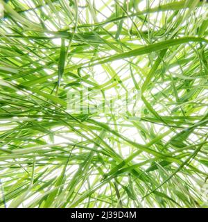 Herbe verte épaisse enchevêtrée sur fond blanc vif. Vue de dessous vers le haut, composition carrée Banque D'Images