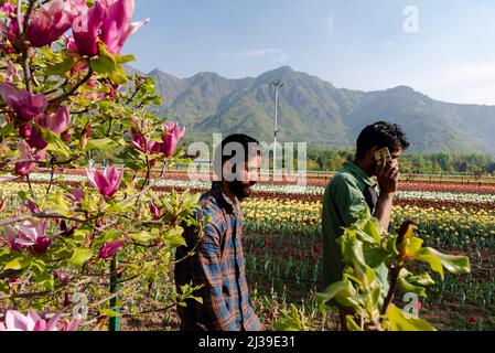 Les hommes marchent à l'intérieur du jardin de tulipes au printemps. Le jardin Indira Gandhi Memorial Tulip Garden, anciennement Siraj Bagh, dispose d'environ 15 tulipes lakh dans plus de 60 variétés qui sont l'attraction vedette du jardin au printemps au Cachemire, qui inaugure le début de la haute saison touristique. Des centaines de personnes affluent vers les alcôves d'amandiers et les jardins de tulipes en pleine floraison du Cachemire, décrits par certains professionnels de la santé mentale locaux comme un traitement thérapeutique pour la psyché cramoisi. Banque D'Images