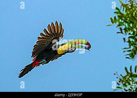 Une toucan à la keel facturée en vol sur fond bleu ciel Banque D'Images