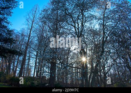 Le soleil éclate à travers les branches d'arbre magnolia au début du printemps après que les fleurs magnolia ont commencé à apparaître -04 Banque D'Images