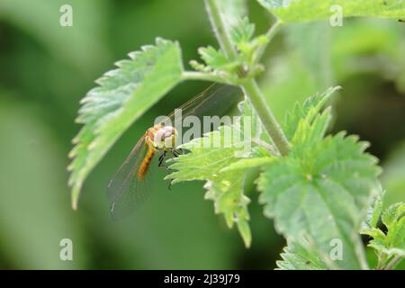 Mouche dragon femelle à dard à duvet (Sympetrum striolatum) reposant sur une plante d'ortie (Urtica dioica) Banque D'Images